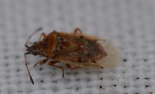 Kleidocerys resedae